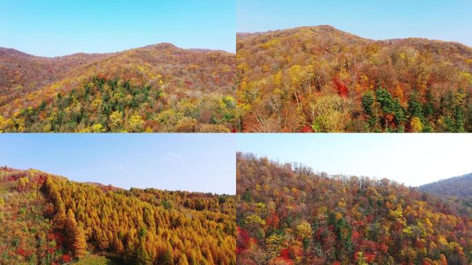 秋天枫叶秋景五颜六色的山秋景山林