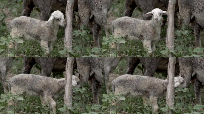 羊羊群牲畜牧群动物羊羔啃树皮05