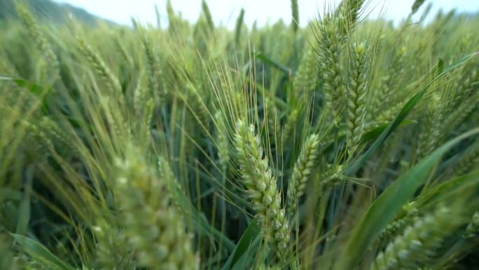 小麦  小麦灌浆  小麦返青  小麦抽穗