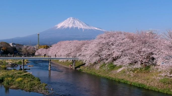 日本富士山和樱花的风景。