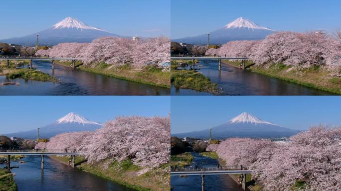 日本富士山和樱花的风景。