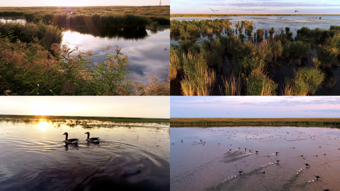 4K-夕阳下的湿地鸟群