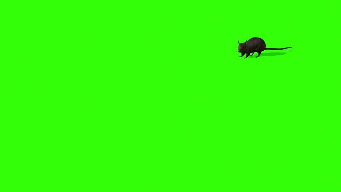绿色屏幕上的老鼠抠像绿屏元素