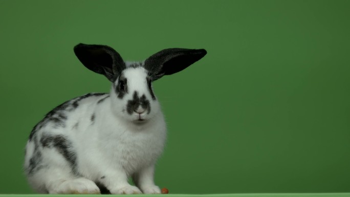 兔子吃了绿色背景上的所有胡萝卜
