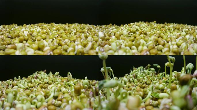 绿豆发芽的过程