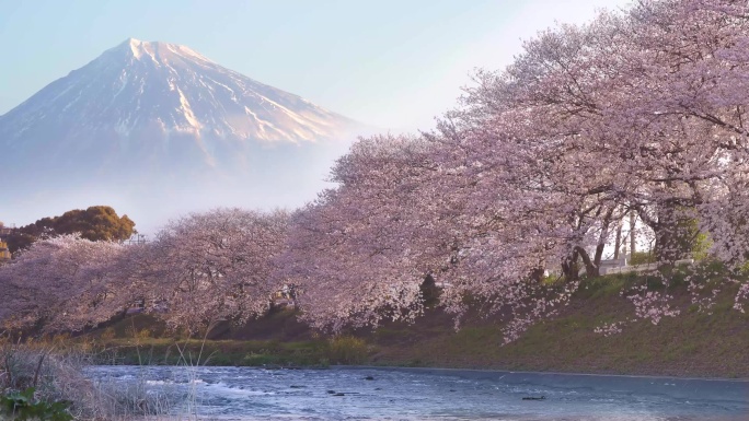 日本樱花盛开静冈县旅游春天