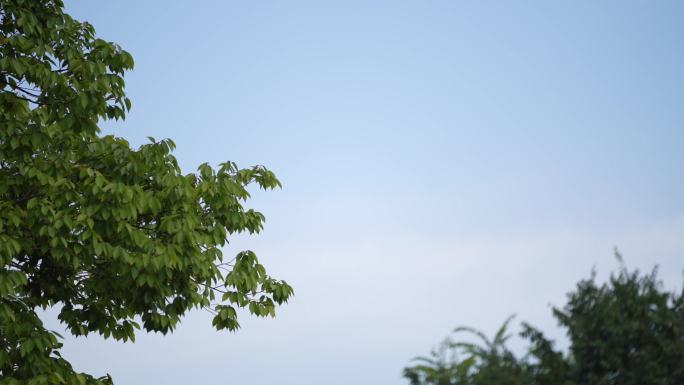 南方杭州绿叶希望树叶晴空万里花朵