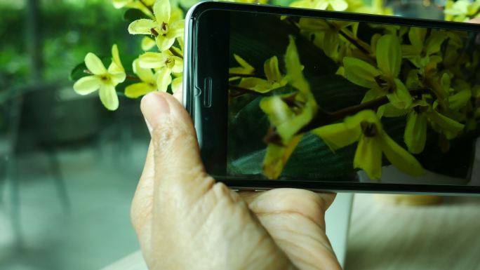 用手机手拍花摄影师绿叶高像素智能机手触摸