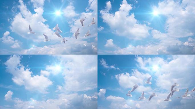 大气国庆蓝天白云白鸽和平鸽慢镜飞翔4K