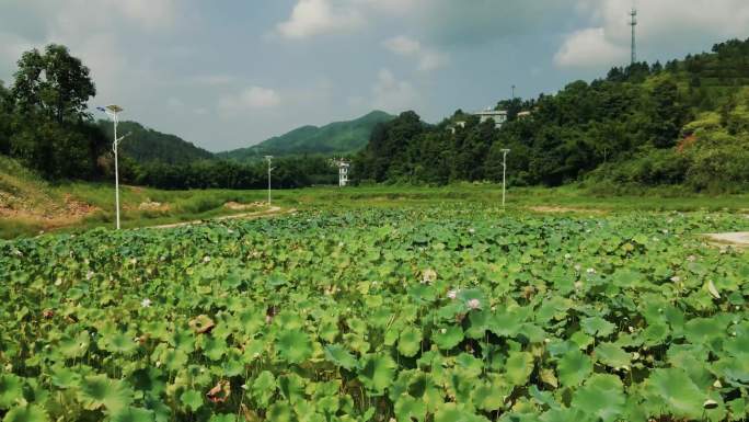 航拍4K乡村荷花池荷叶摆动游人赏荷白鸟飞