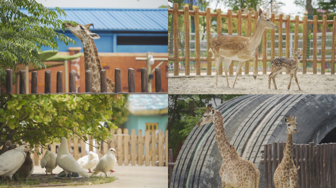 动物园 动物 野生动物 长颈鹿