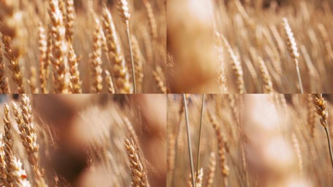 农田里的金色麦秆草地白天