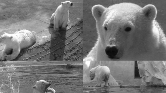成都动物园北极熊