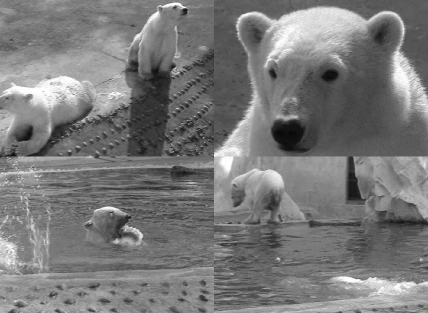 成都动物园北极熊