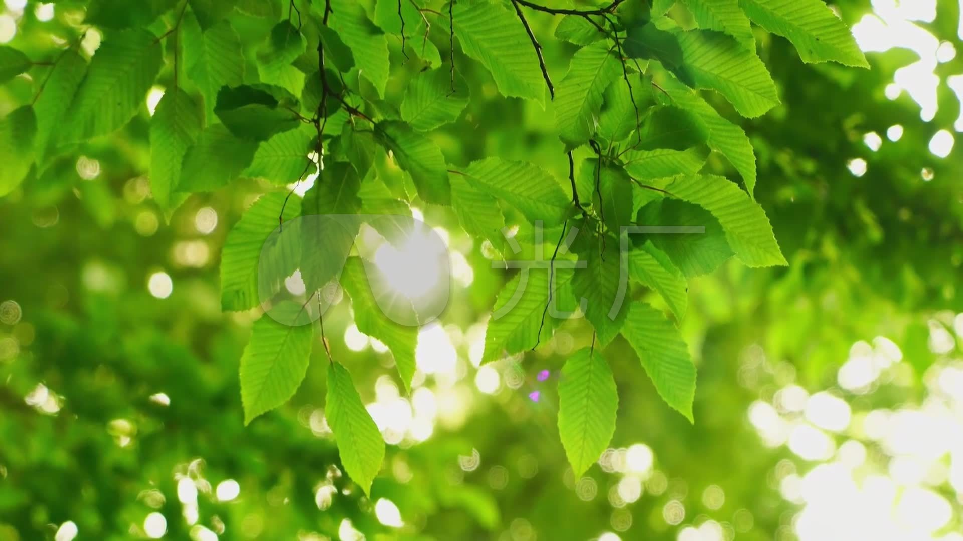 树叶,树枝,大自然,绿色,护眼4K壁纸-千叶网