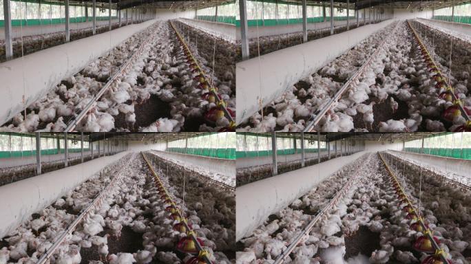 集约工厂化养殖的鸡群