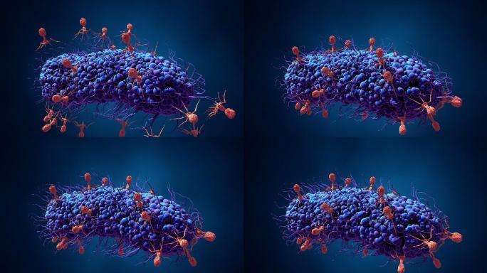 感染细菌的噬菌体传染病枯草芽孢杆菌科学