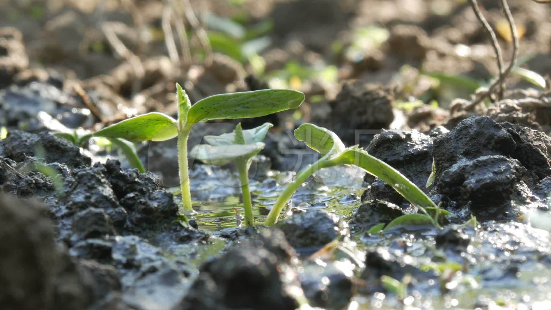 視頻素材 實拍視頻 工業農業 用水罐澆水的地裡新生長的植物的胚芽.