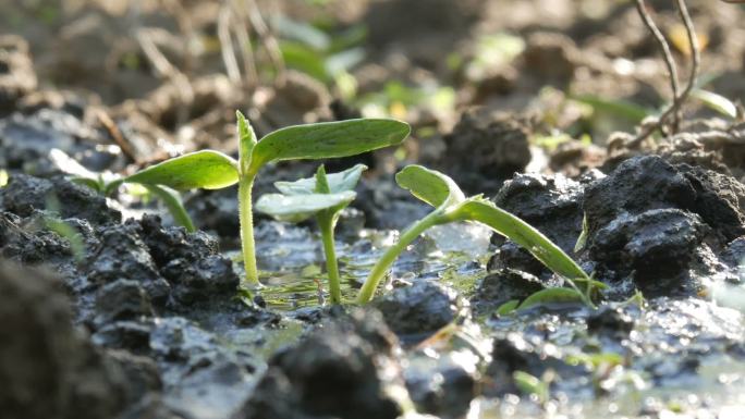 用水罐浇水的地里新生长的植物的胚芽。