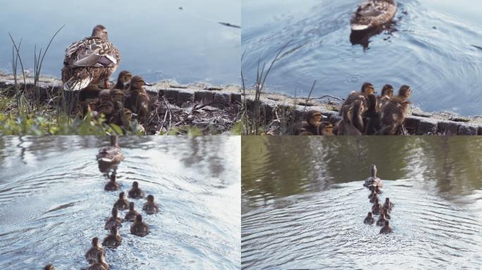 绿头鸭妈妈和她的小鸭们在湖面上