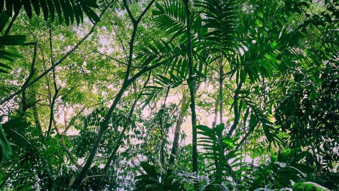 日出时的丛林蕨类树干