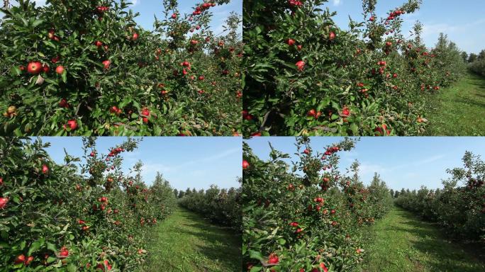 一排红苹果树。乡村振兴土地承包现代化果树