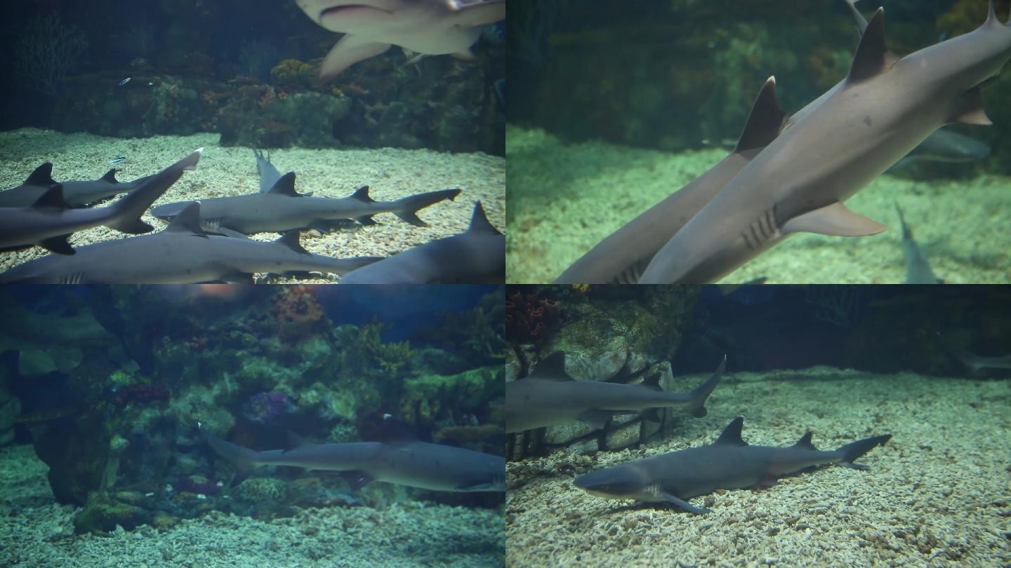 火山鲨鱼馆白鳍鲨