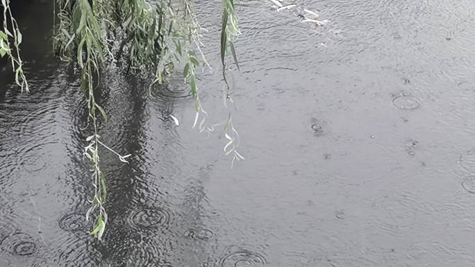 雨中即景三