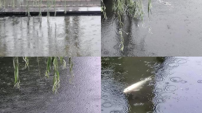 雨中即景三