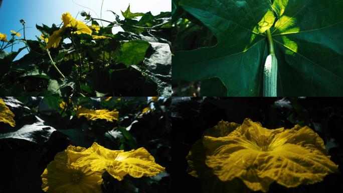 丝瓜藤爬满院墙开花黄花