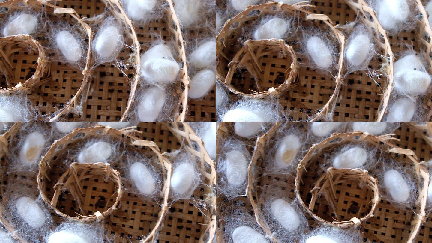泰国的蚕茧巢自然条纹柔软