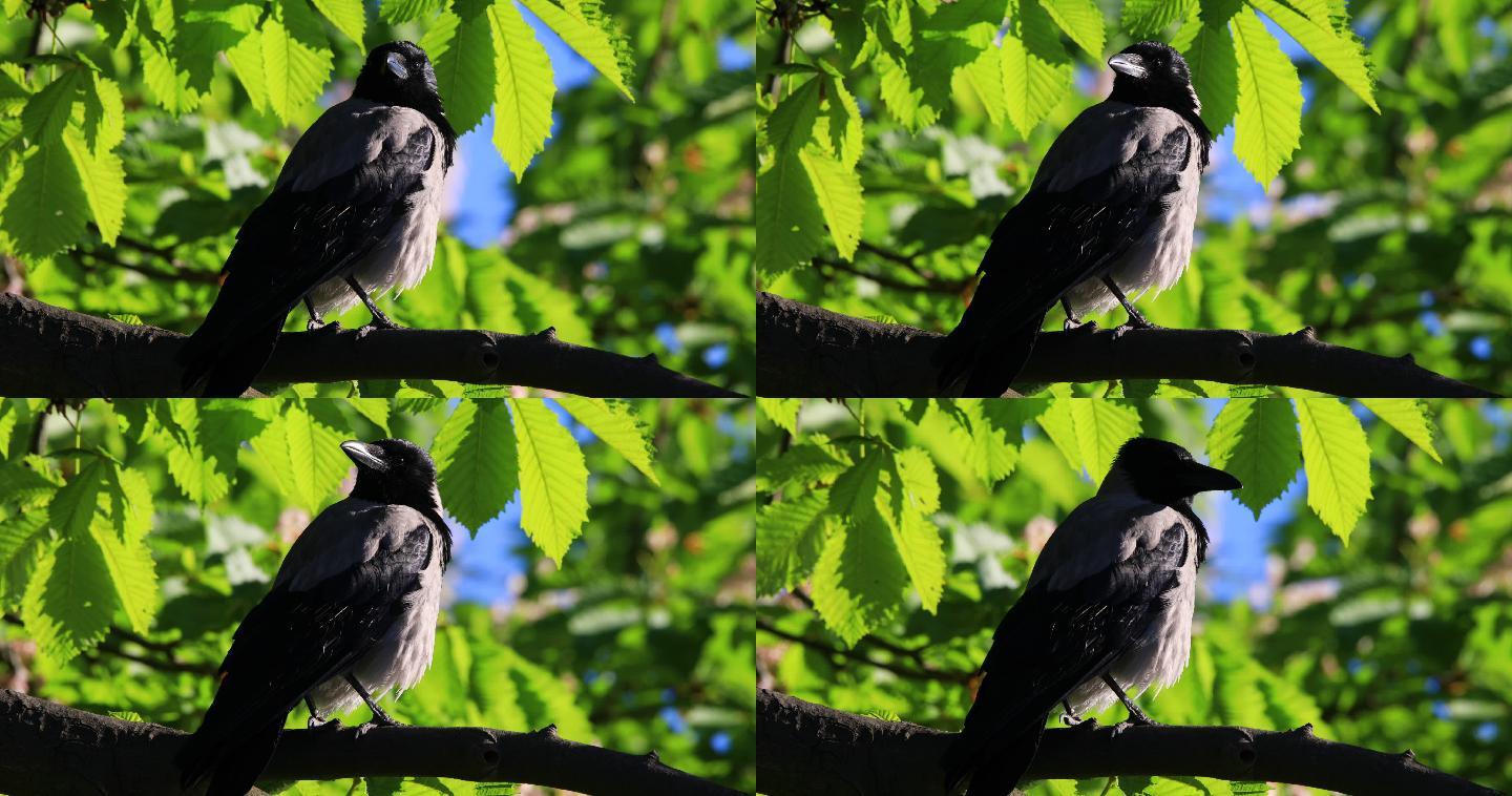 树枝上的一只乌鸦