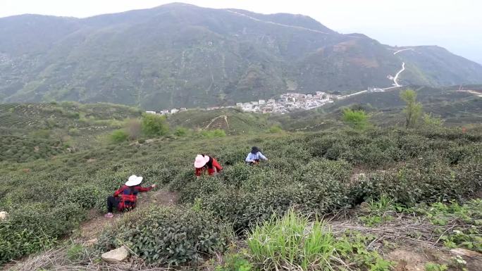 信阳毛尖核心产区黑龙潭春季真实采茶