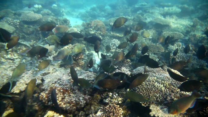 海底鱼群海鱼遨游珊瑚礁一群鱼