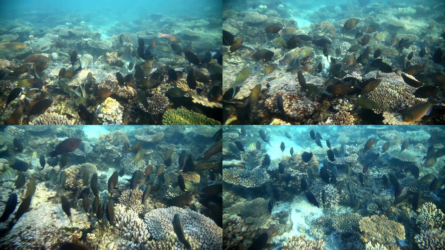 海底鱼群海鱼遨游珊瑚礁一群鱼