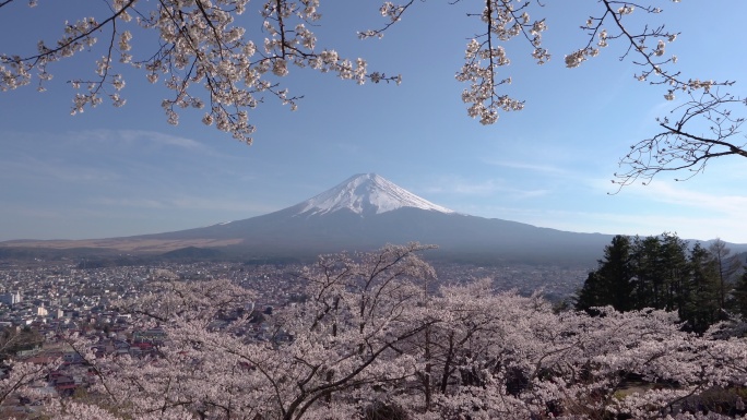 日本川口子湖的富士山上盛开的樱花