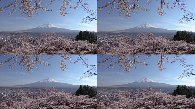 日本川口子湖的富士山上盛开的樱花