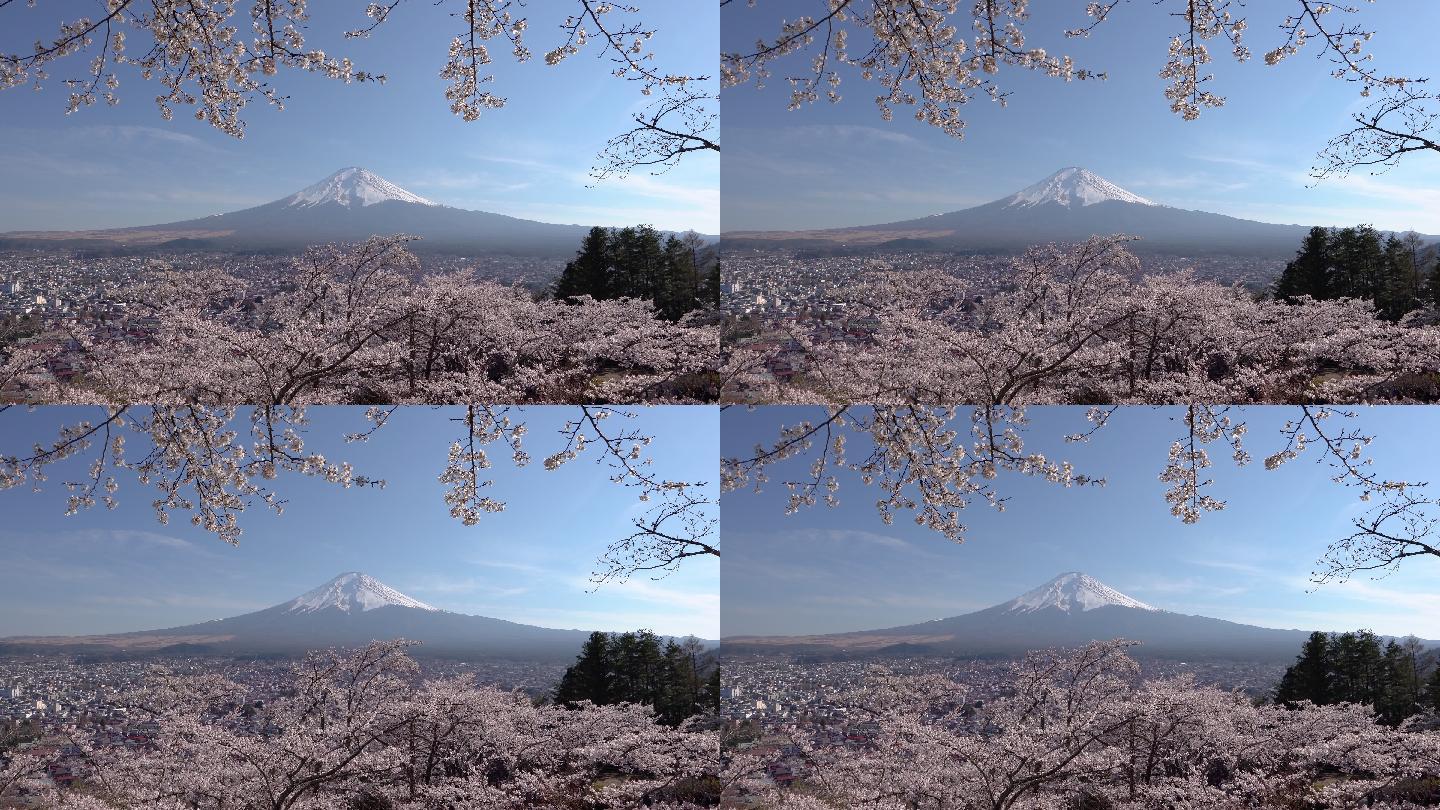 日本川口子湖的富士山上盛开的樱花
