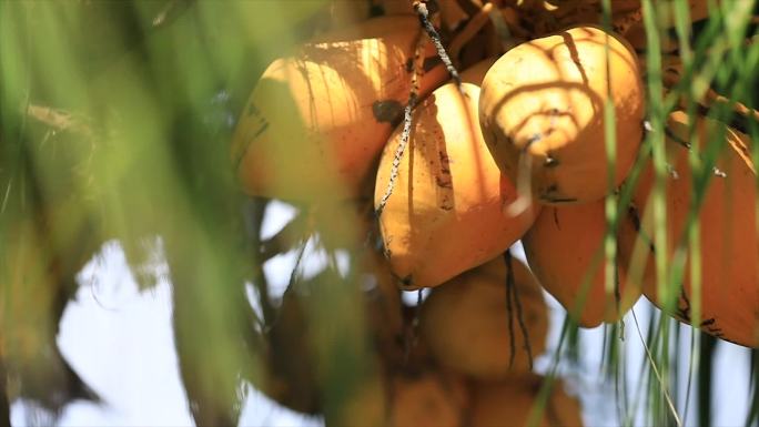 椰子树海南水果金椰1