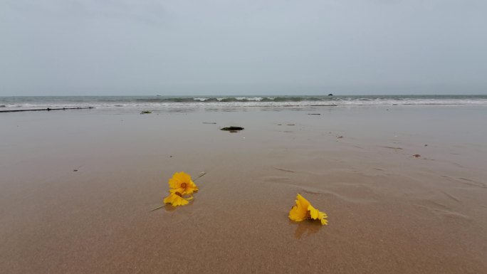 海边沙滩 潮水 小花