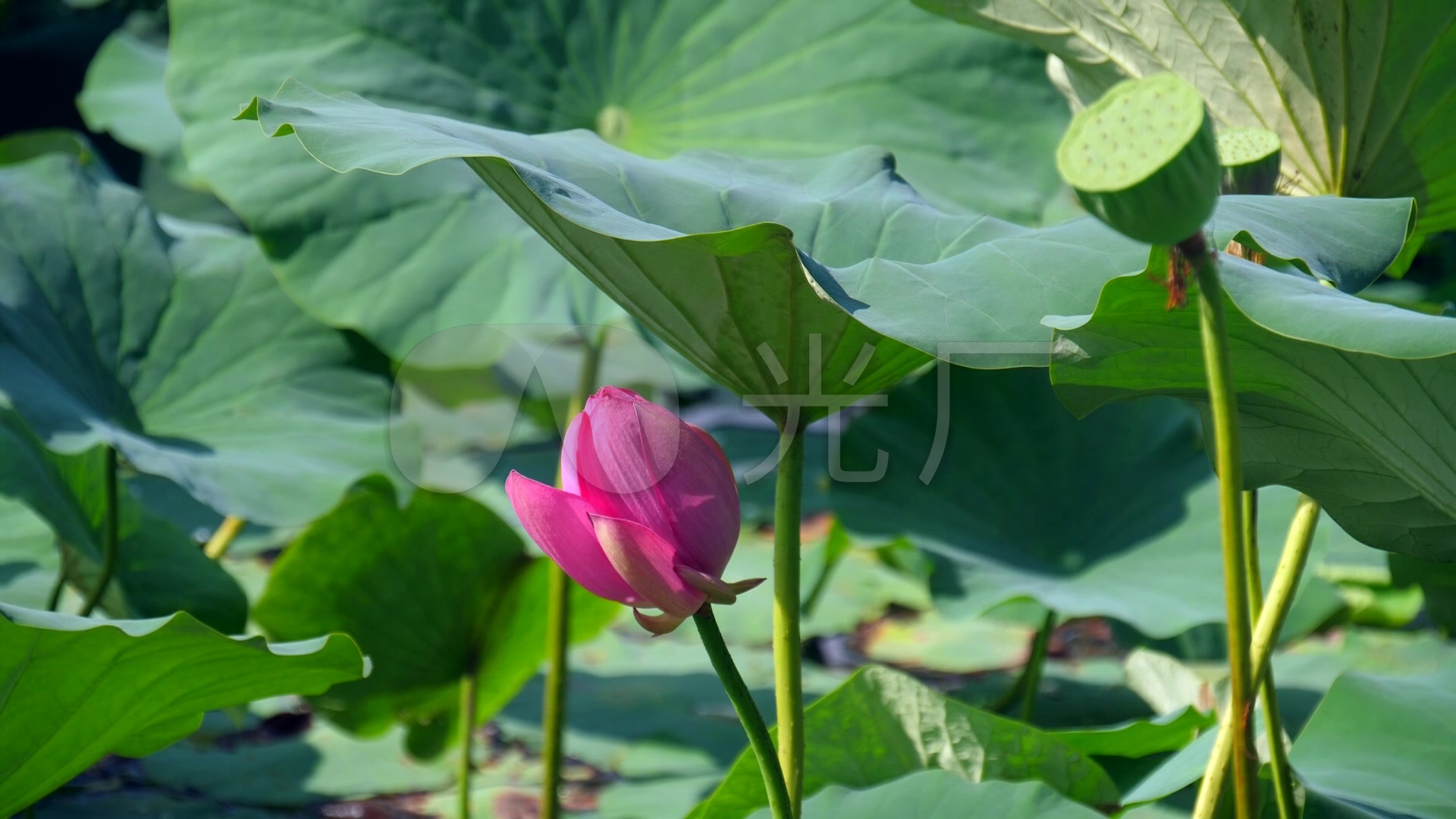 素材 实拍 自然风景 荷花来自原始文件或预览原始文件的1