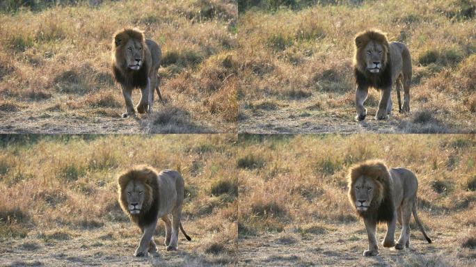 一只雄狮行走的日出跟踪镜头