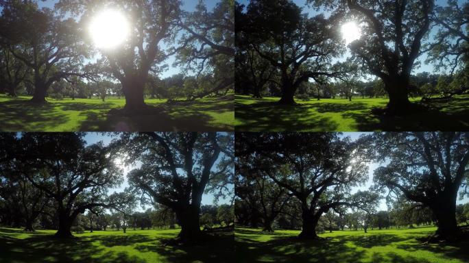 夏日阳光透过树枝