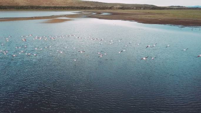 肯尼亚纳库鲁湖火烈鸟鸟瞰图