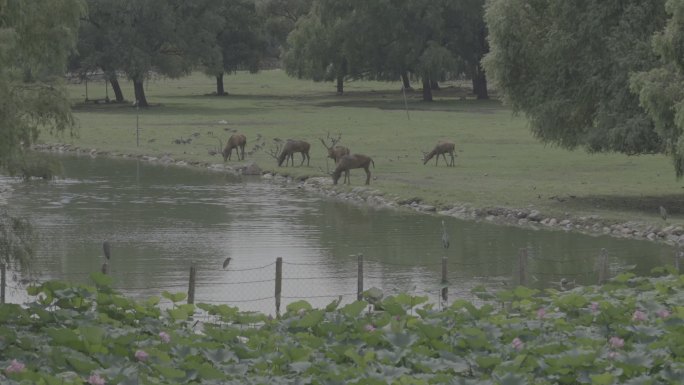 南海子公园麋鹿喝水远景