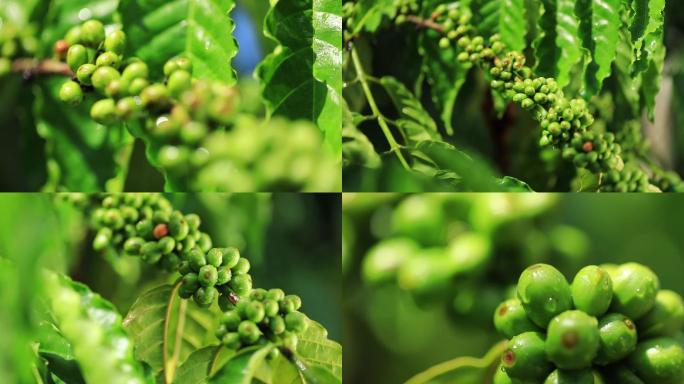 咖啡热带水果海南1