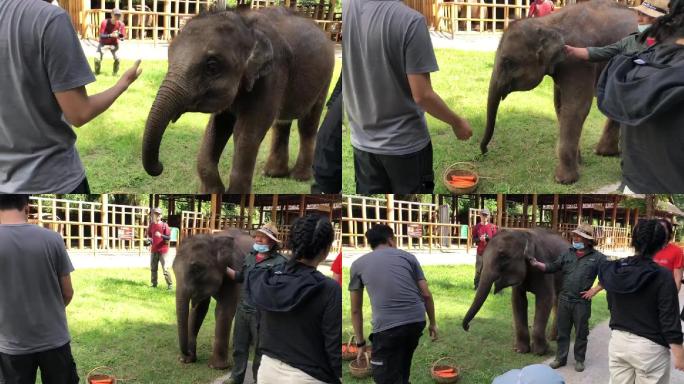 云南西双版纳拍摄  小可爱大象