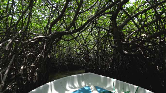 斯里兰卡游船之旅丛林原始森林河流