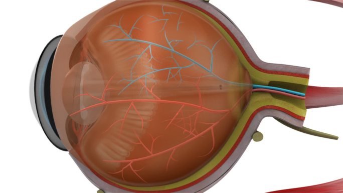 睫状肌、视网膜和视神经