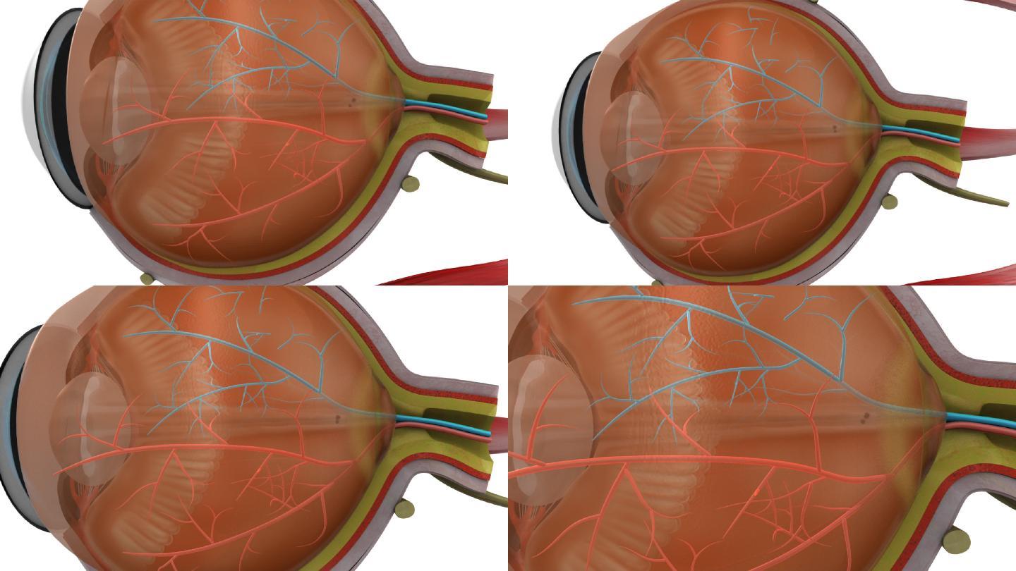 睫状肌、视网膜和视神经
